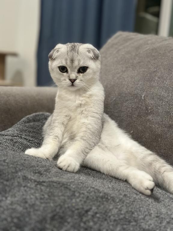Two Scottish Folds Left photo 4