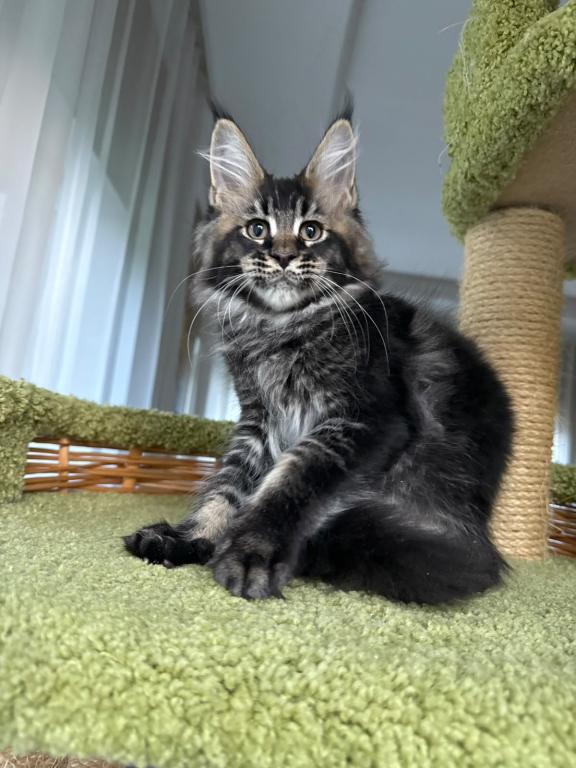 Black Silver Tabby Hermes photo 2