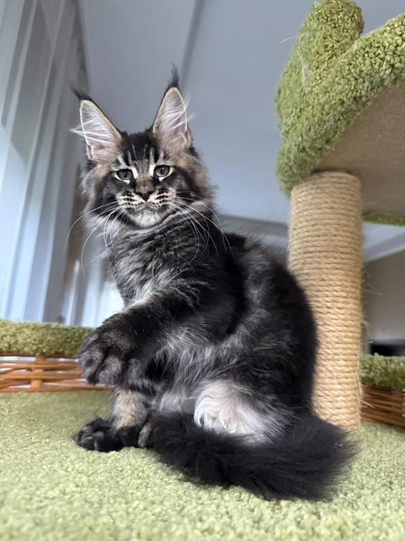 Black Silver Tabby Hermes photo 4