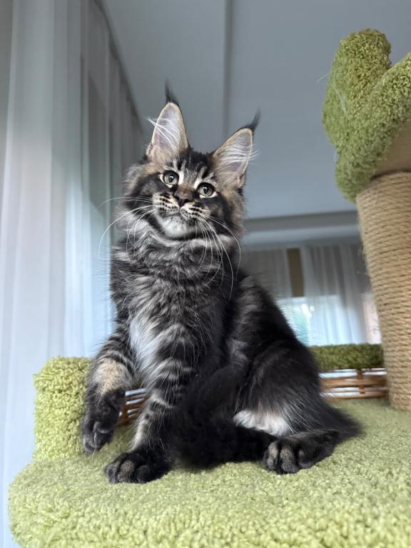 Black Silver Tabby Hermes photo 3