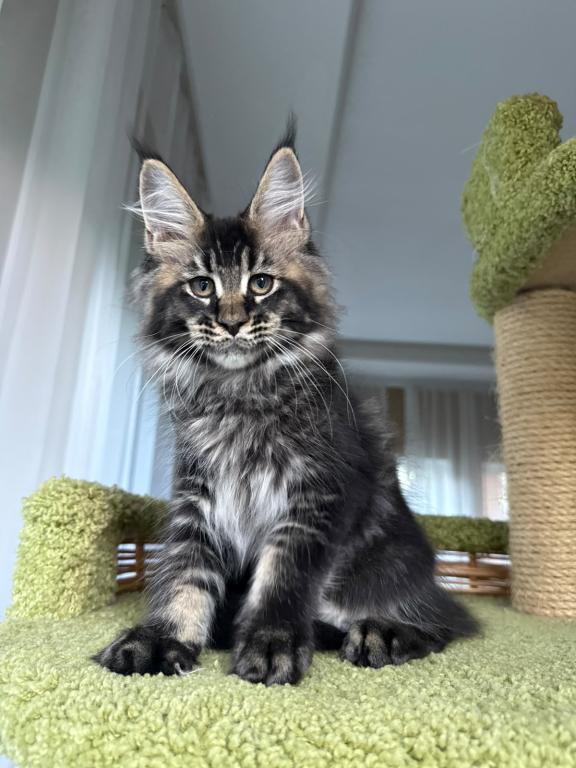Black Silver Tabby Hermes photo 1