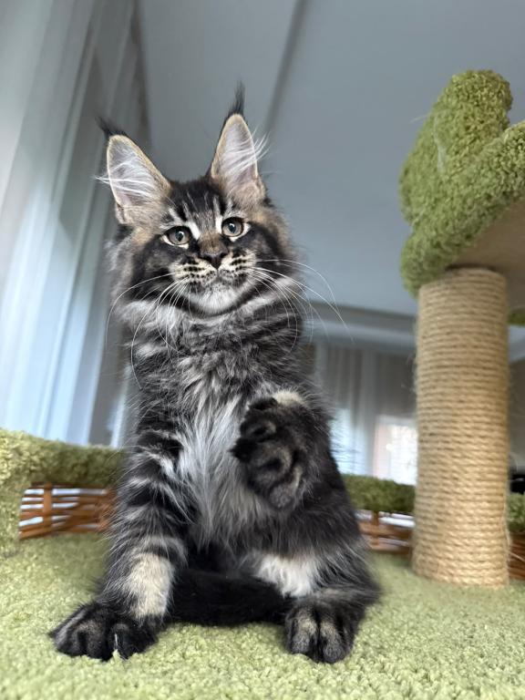 Black Silver Tabby Hermes photo 5