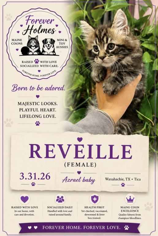Reveille photo 3