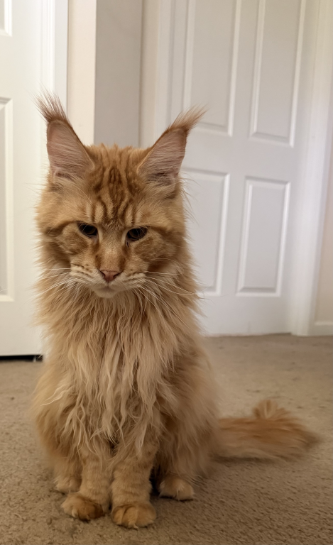 Cornelius photo 1
