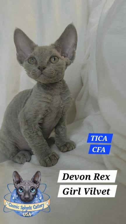 Devon Rex Kittens TICA  CFA Breeding Rights Ready photo 3