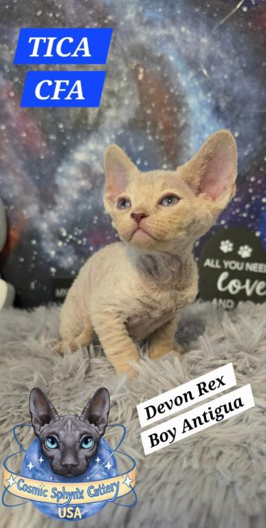 Devon Rex Kittens TICA  CFA Breeding Rights Ready photo 5