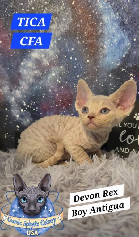 Devon Rex Kittens TICA  CFA Breeding Rights Ready photo 6