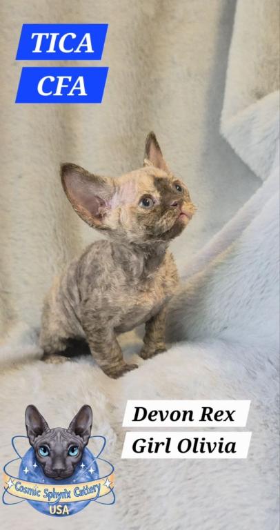 Devon Rex Kittens TICA  CFA Breeding Rights Ready photo 7
