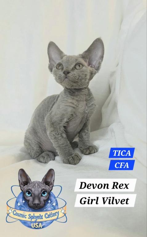 Devon Rex Kittens TICA  CFA Breeding Rights Ready photo 1
