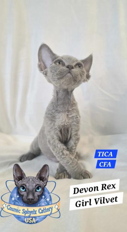 Devon Rex Kittens TICA  CFA Breeding Rights Ready photo 2
