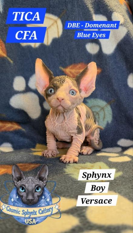 Sphynx Boy Versace DBE TICA CFA  Breeding Rights photo 1