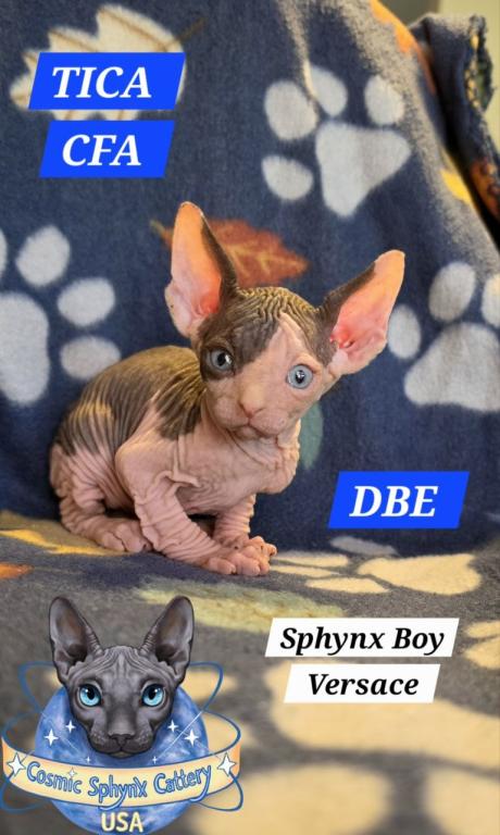 Sphynx Boy Versace DBE TICA CFA  Breeding Rights photo 3