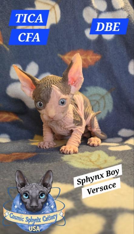 Sphynx Boy Versace DBE TICA CFA  Breeding Rights photo 2