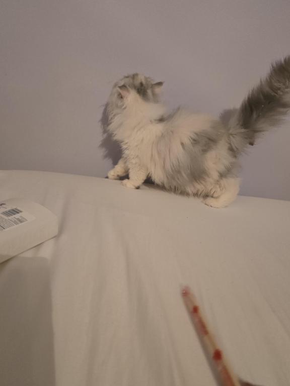 Longhair Extreme Calico photo 14