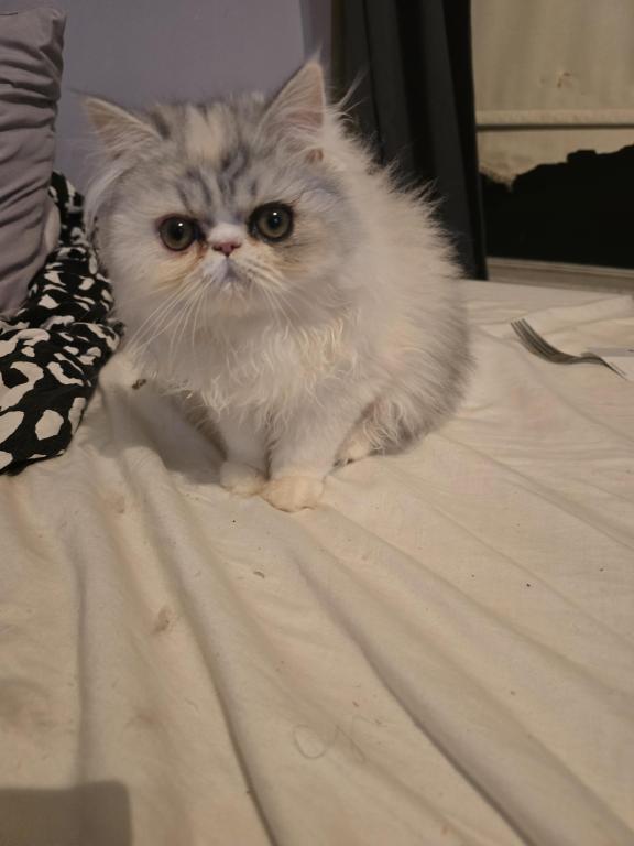 Longhair Extreme Calico photo 10