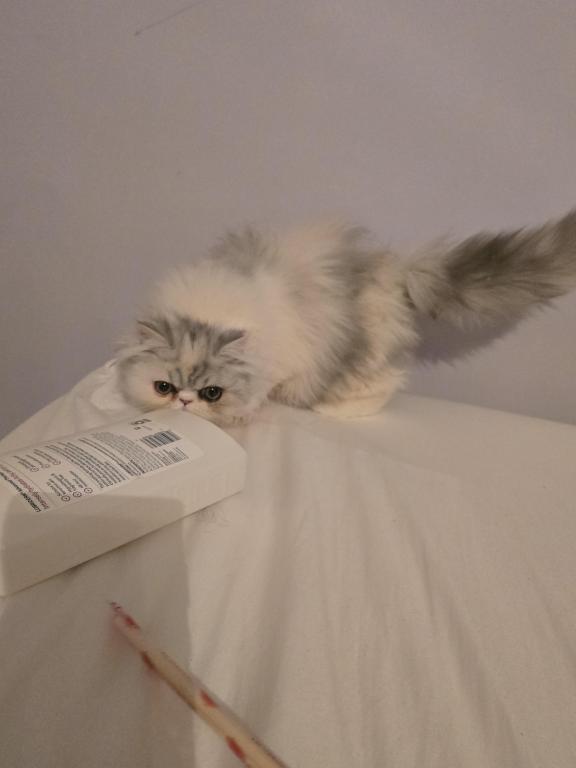 Longhair Extreme Calico photo 19