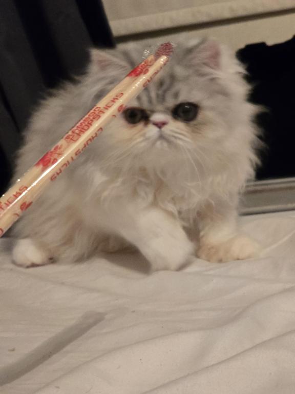 Longhair Extreme Calico photo 26