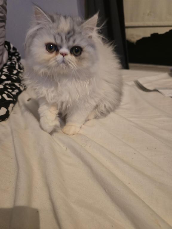 Longhair Extreme Calico photo 9