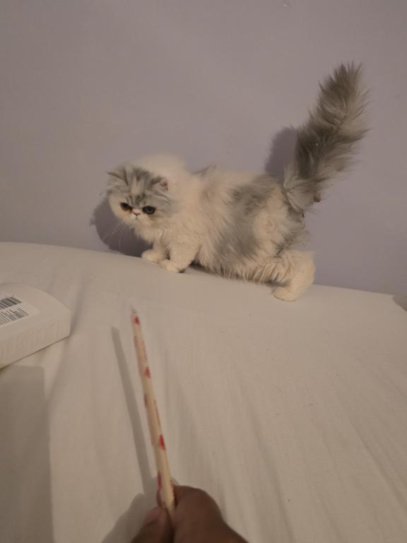 Longhair Extreme Calico photo 15