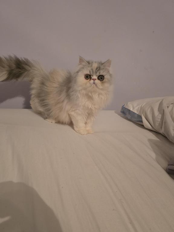 Longhair Extreme Calico photo 22