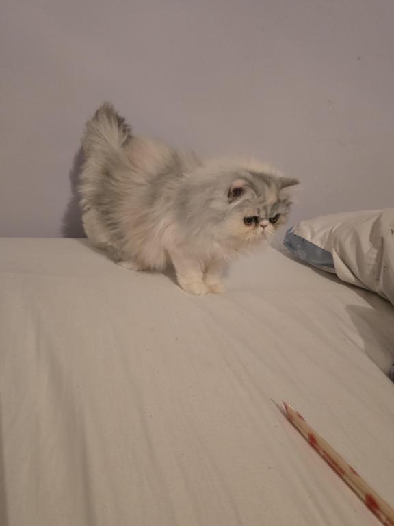 Longhair Extreme Calico photo 20