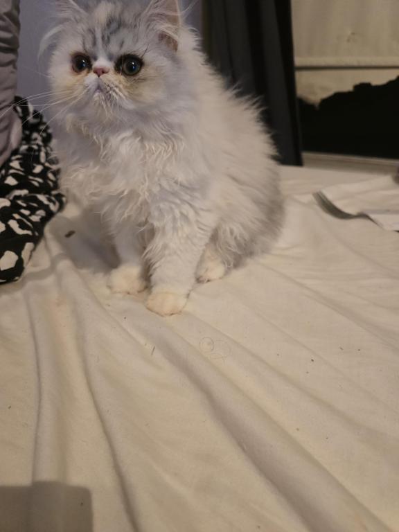 Longhair Extreme Calico photo 11