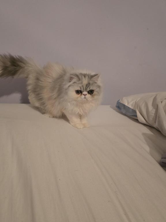 Longhair Extreme Calico photo 23