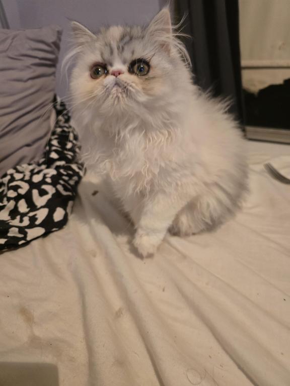 Longhair Extreme Calico photo 6