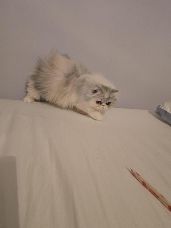 Longhair Extreme Calico photo 18