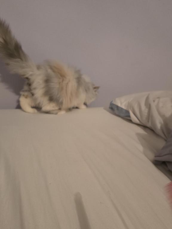 Longhair Extreme Calico photo 24