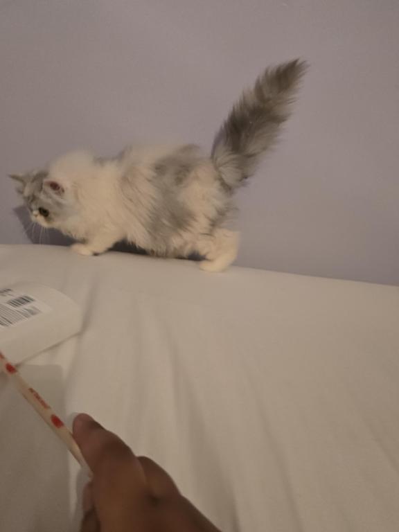 Longhair Extreme Calico photo 16