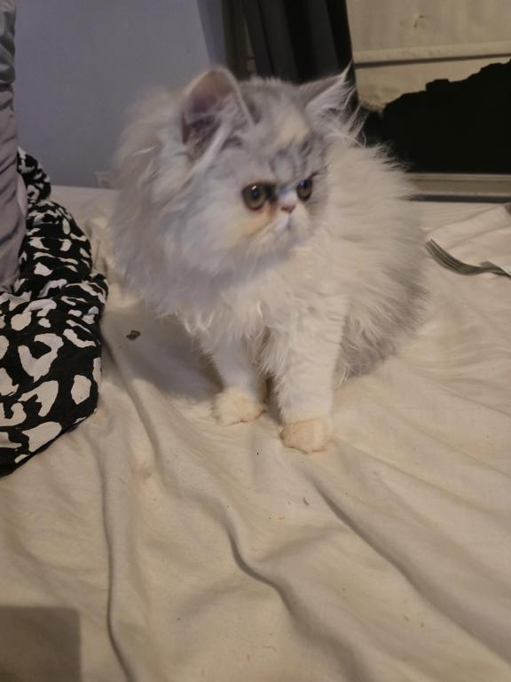 Longhair Extreme Calico photo 3