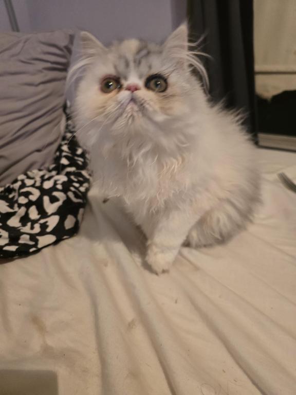 Longhair Extreme Calico photo 5