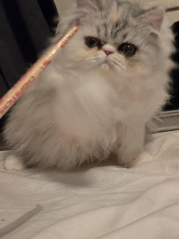 Longhair Extreme Calico photo 1