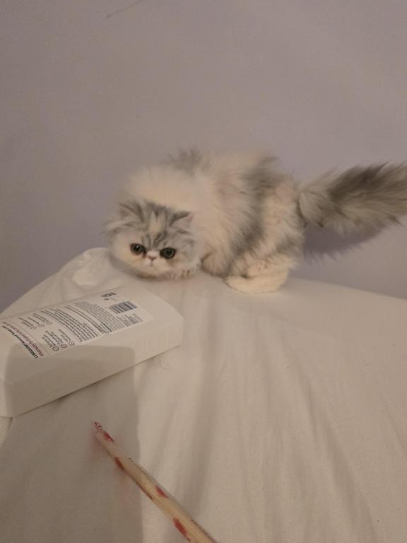 Longhair Extreme Calico photo 17