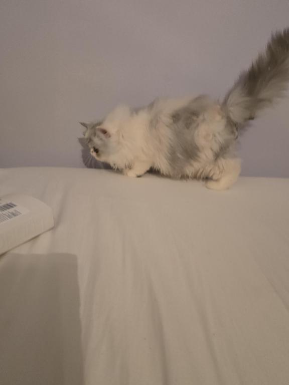 Longhair Extreme Calico photo 13