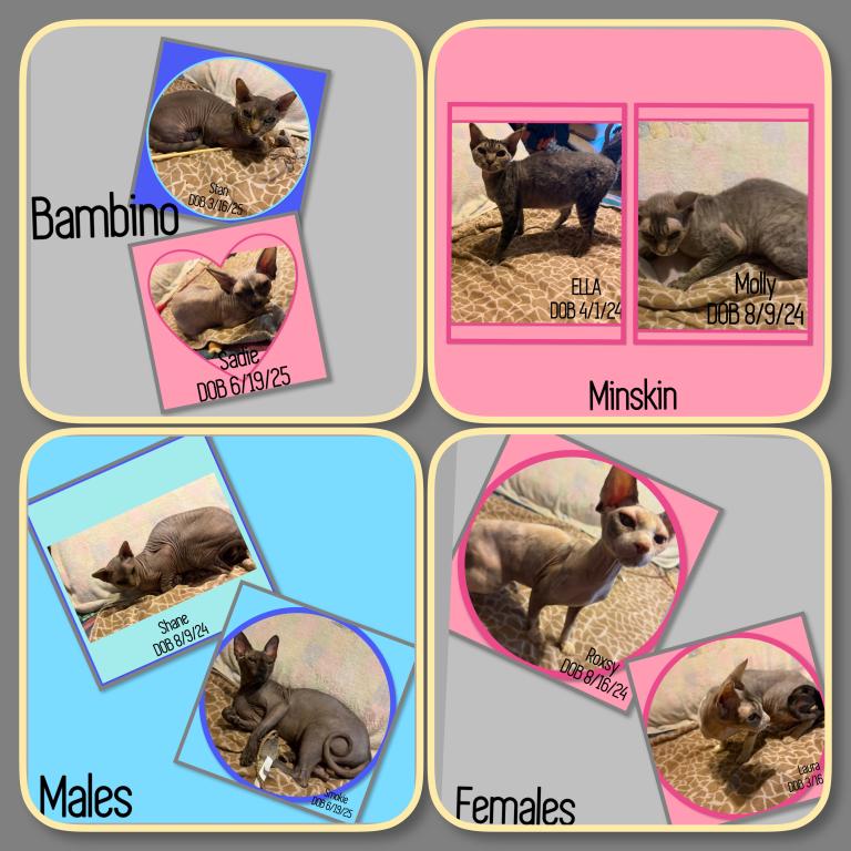 Cats Hairless Bambinos  LL Bambinos And Minskin photo 1