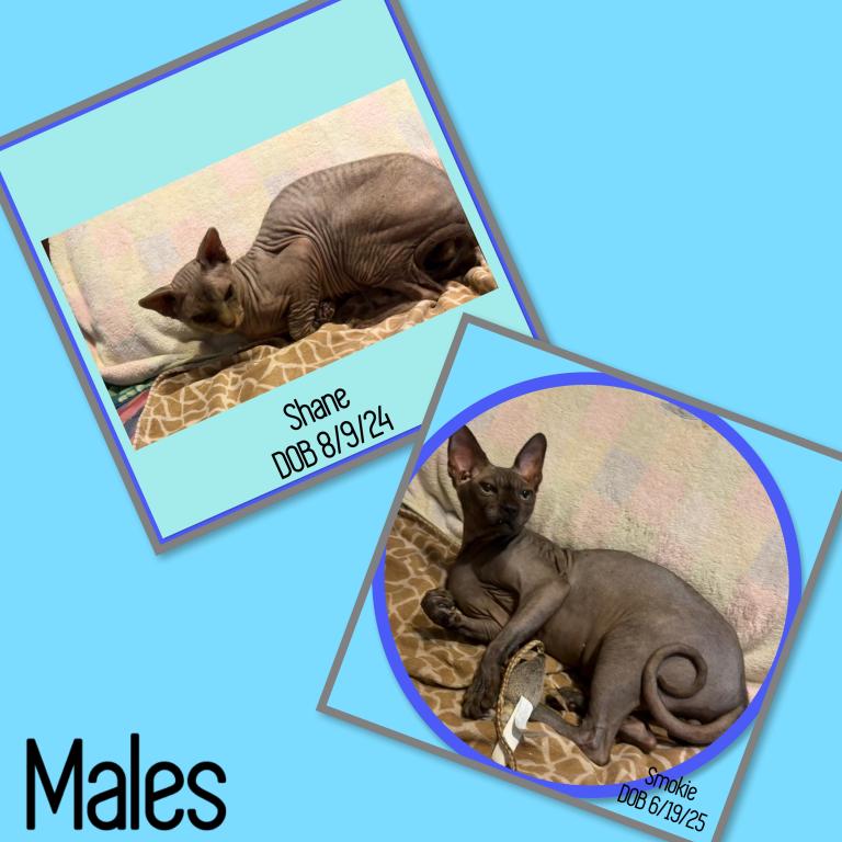 Cats Hairless Bambinos  LL Bambinos And Minskin photo 2