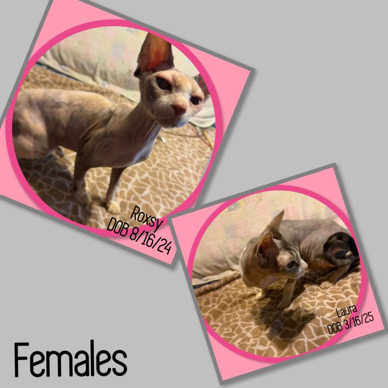 Cats Hairless Bambinos  LL Bambinos And Minskin photo 3
