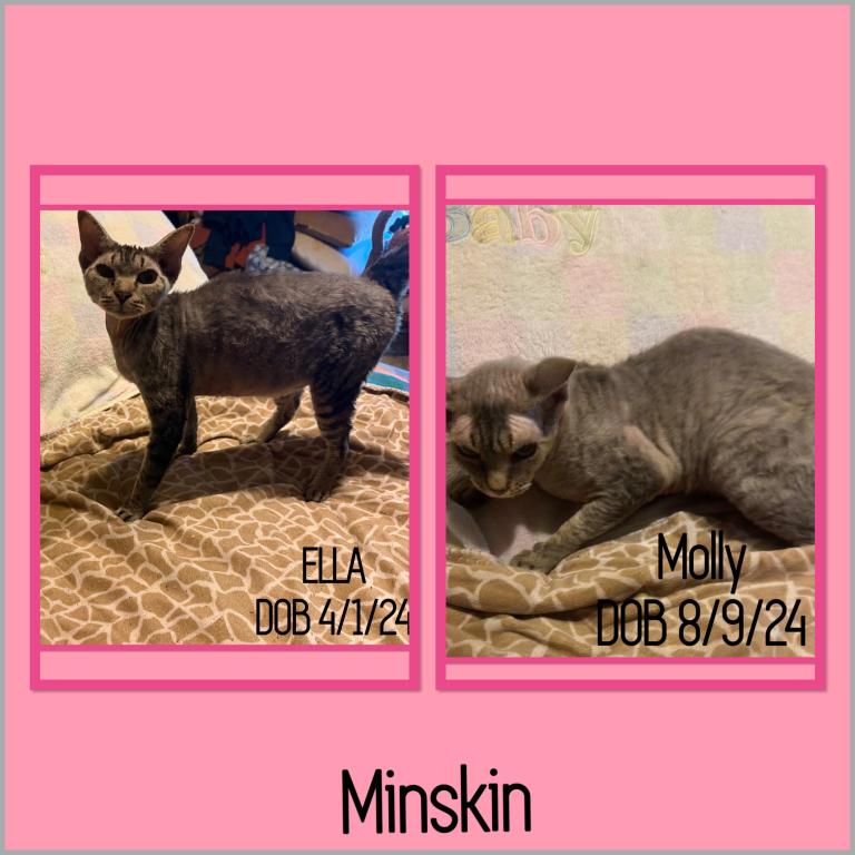 Cats Hairless Bambinos  LL Bambinos And Minskin photo 4