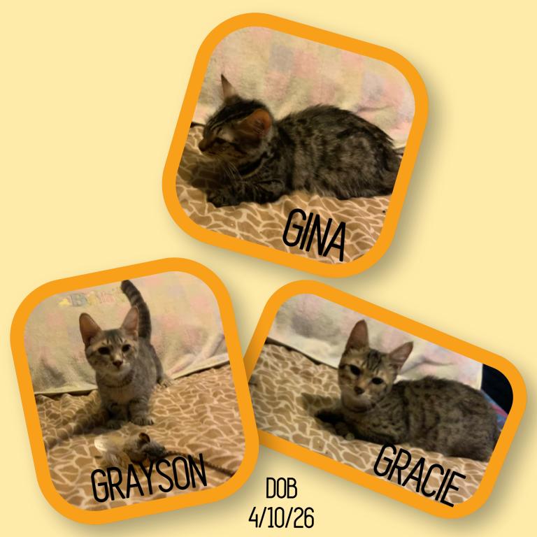 Munchkin And Bengal Cross GENETTA photo 9