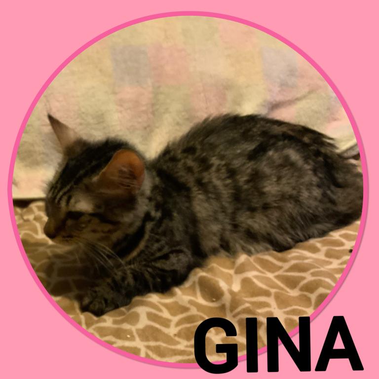Munchkin And Bengal Cross GENETTA photo 4