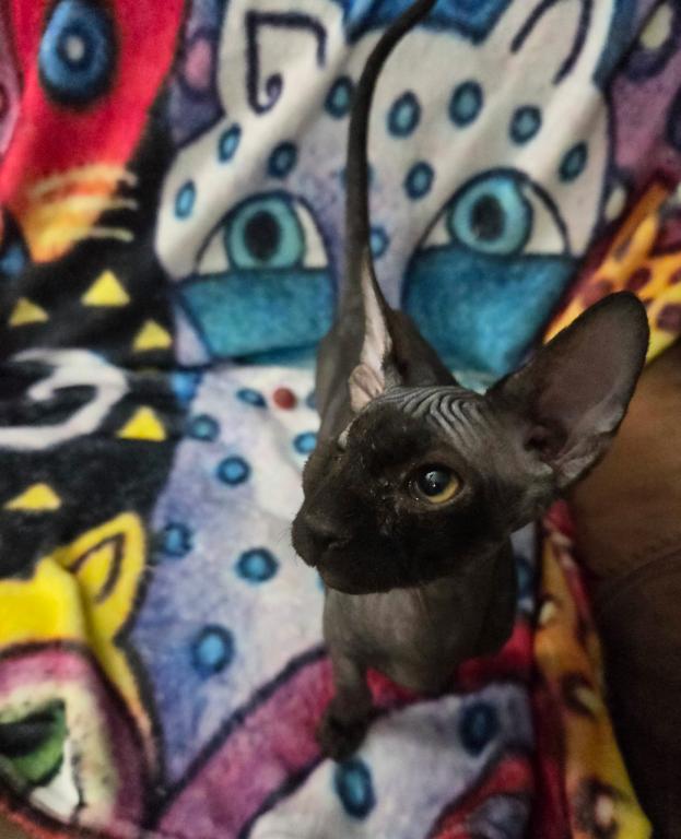 Pixie Black Boy One Eye photo 2