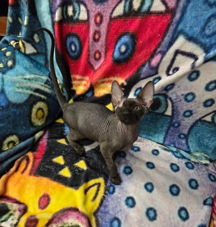Pixie Black Boy One Eye photo 4