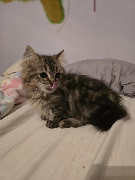 Munchkin Girl photo 7