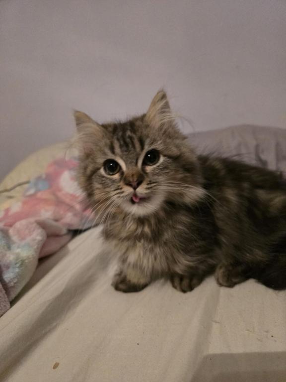 Munchkin Girl photo 13