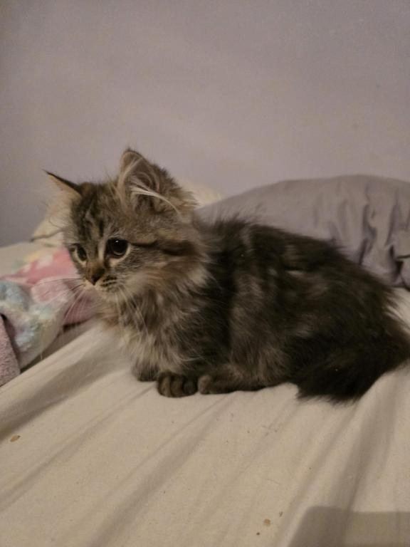 Munchkin Girl photo 6