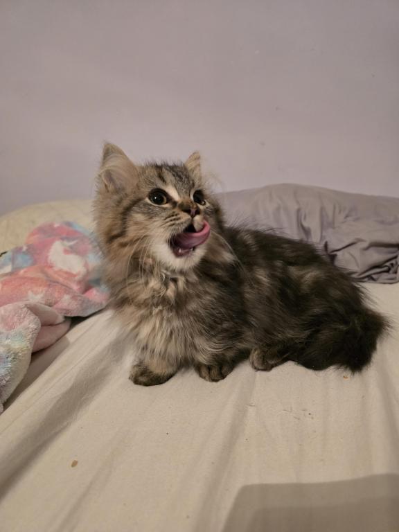 Munchkin Girl photo 16