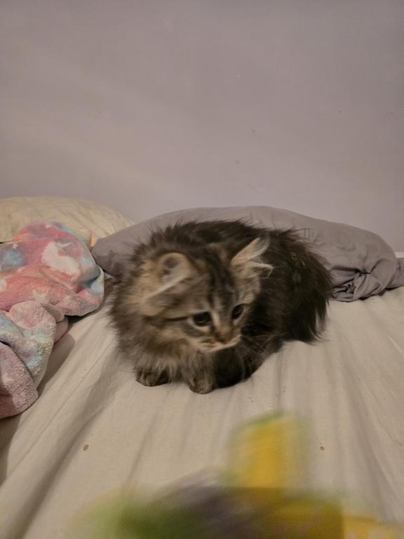 Munchkin Girl photo 2