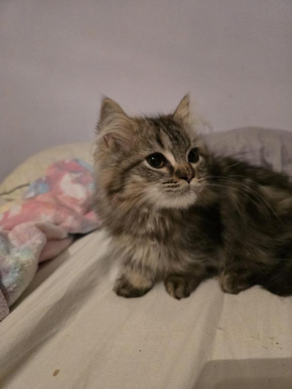 Munchkin Girl photo 10